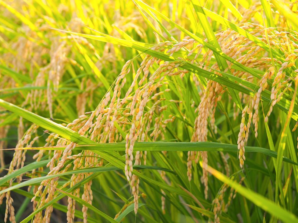 rice field